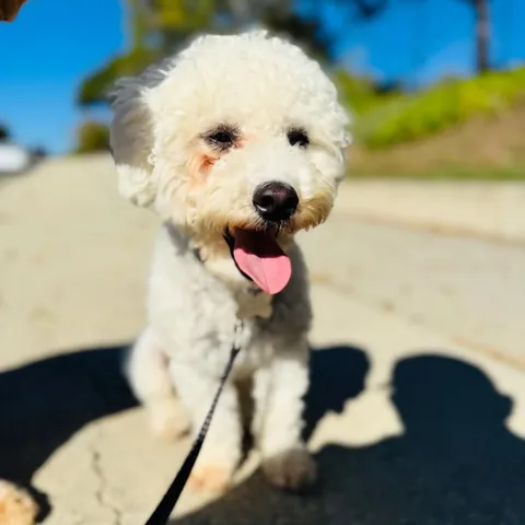 lasamsanchez Instagram post about New family dog